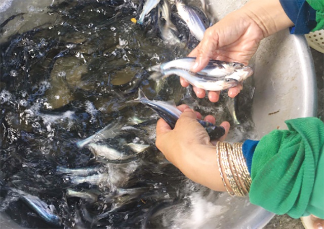 Tăng tỷ lệ sống cho cá tra